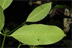 Psychotria adenophylla
